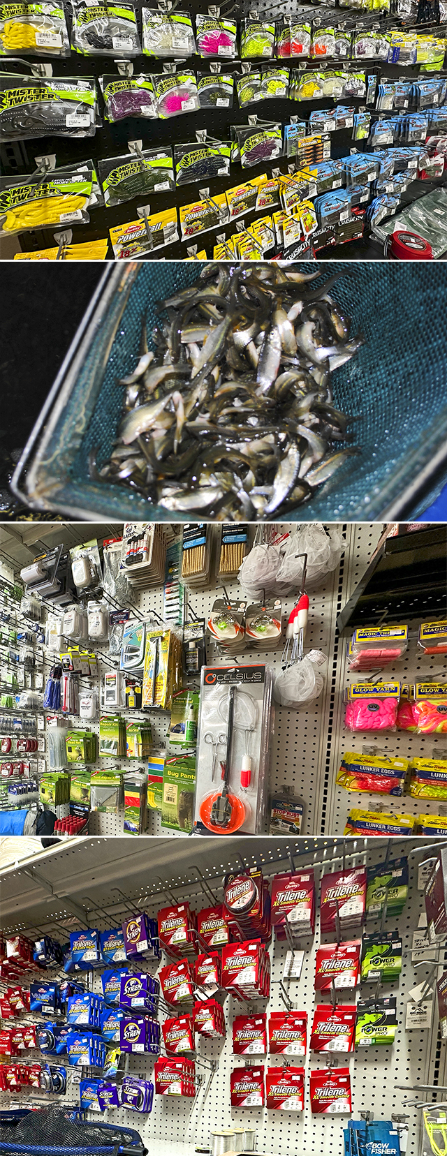 A variety of Curtis MI Live Bait:      minnows (see below for types)     leeches     night crawlers     leaf worms     wax worms     wigglers (when available)  Types of Minnows:      blues and grays (when available)     river shiners     golden shiners     salleye suckers     pike suckers     fat heads     decoy suckers (when available)